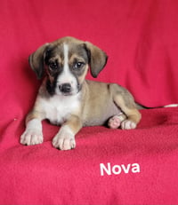 Novalee - Photo 1