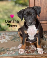 Banana Flavor - Photo 2
