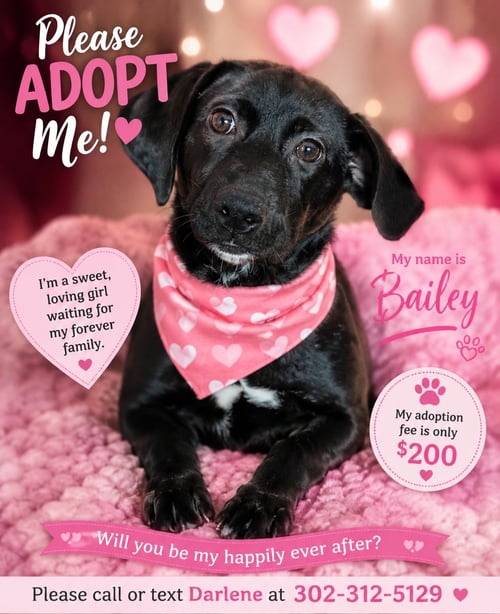 NOVA (REHOMING FEE $200) - Labrador Retriever for adoption in Newark
