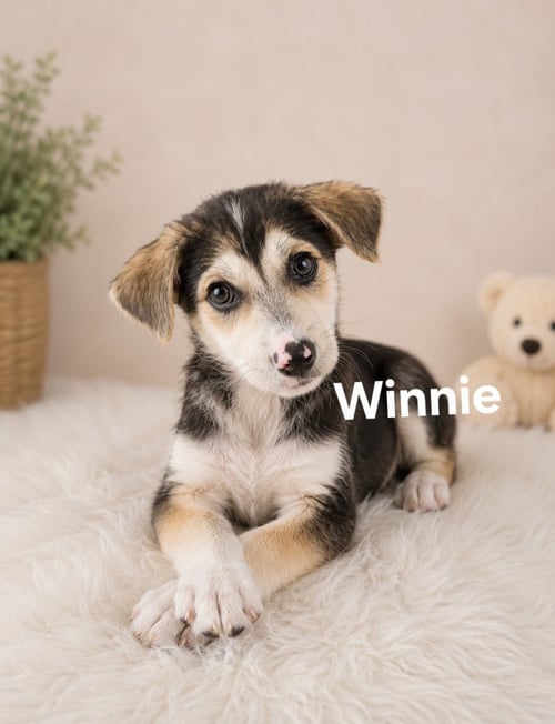WINNIE - Labrador Retriever available for adoption