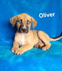 Oliver - Photo 1