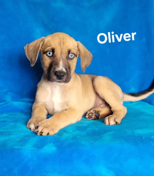 OLIVER - Labrador Retriever / Husky for adoption in Wilmington