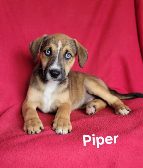 PIPER - Labrador Retriever / Husky for adoption in Wilmington