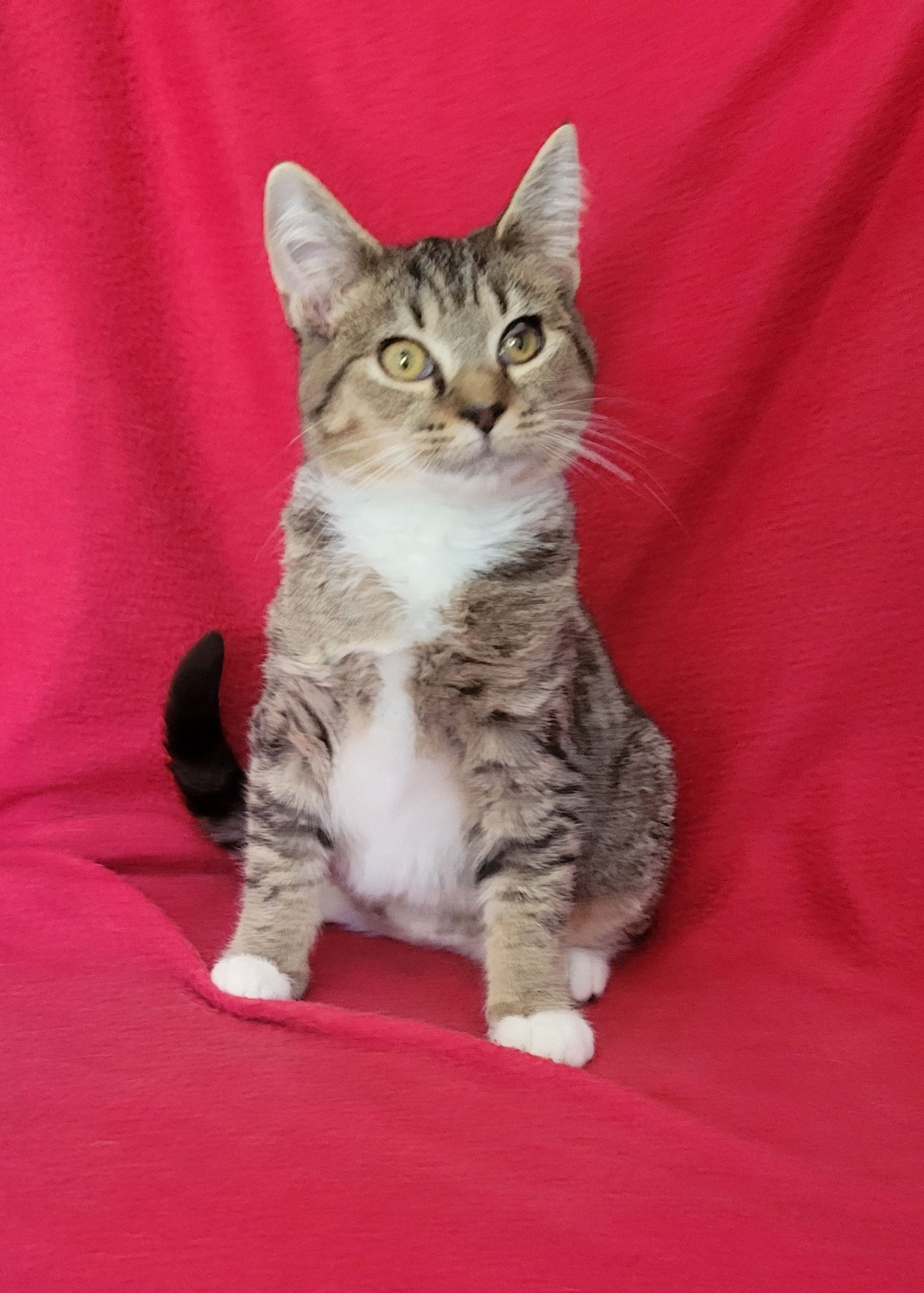 JUNEBUG-KITTEN - Unknown available for adoption