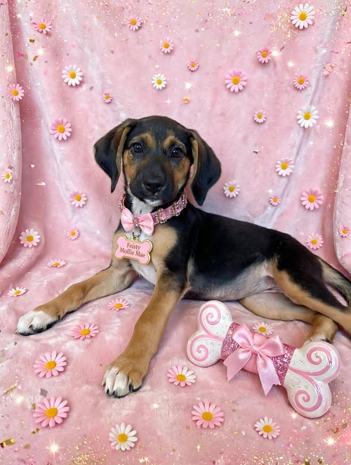 FEISTY MOLLIE MAE - Hound / Jack Russell Terrier for adoption in Wilmington