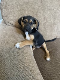 Feisty Mollie Mae - Photo 3