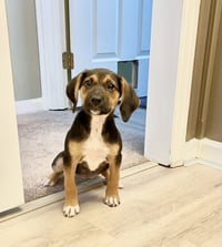 Feisty Mollie Mae - Photo 2