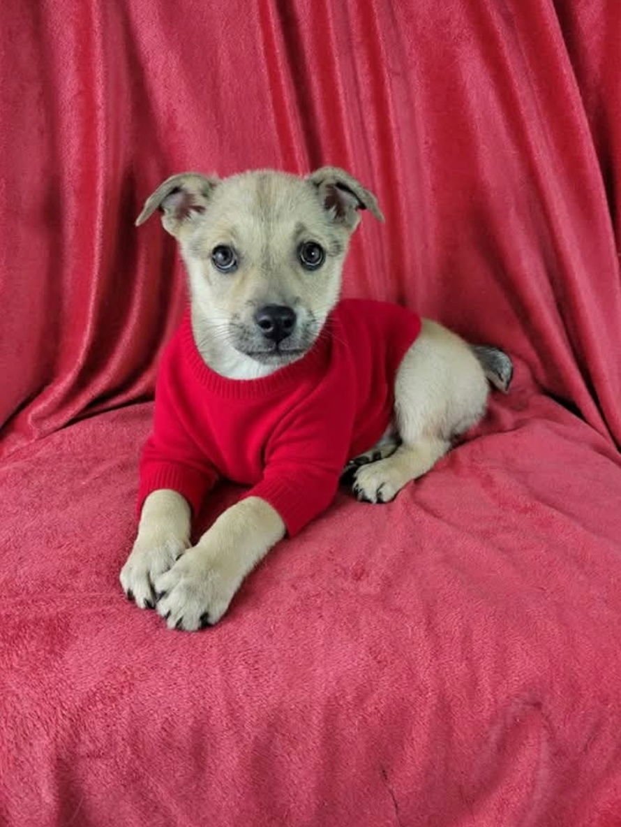 FARRAH - German Shepherd Dog / Labrador Retriever available for adoption