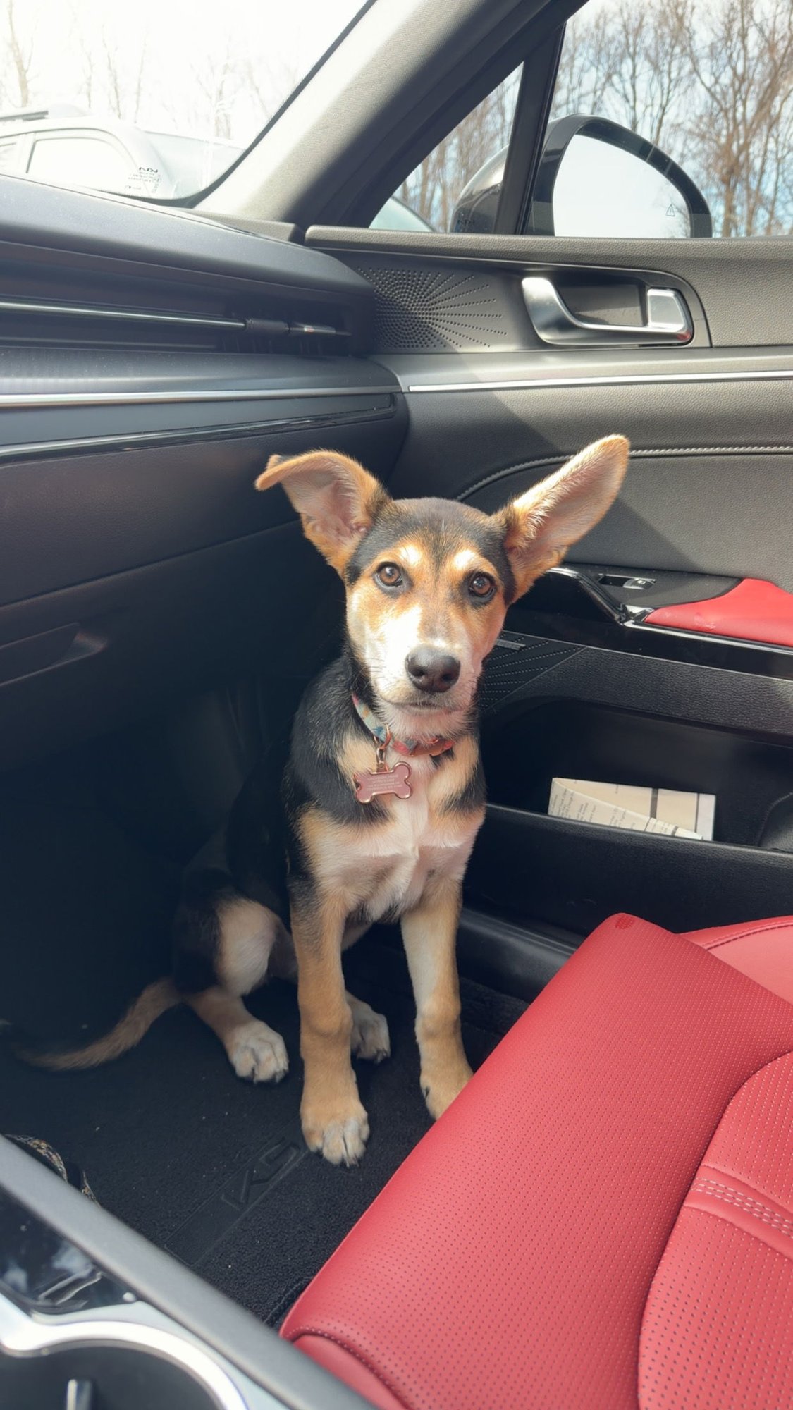 STAR - German Shepherd Dog / Australian Shepherd available for adoption