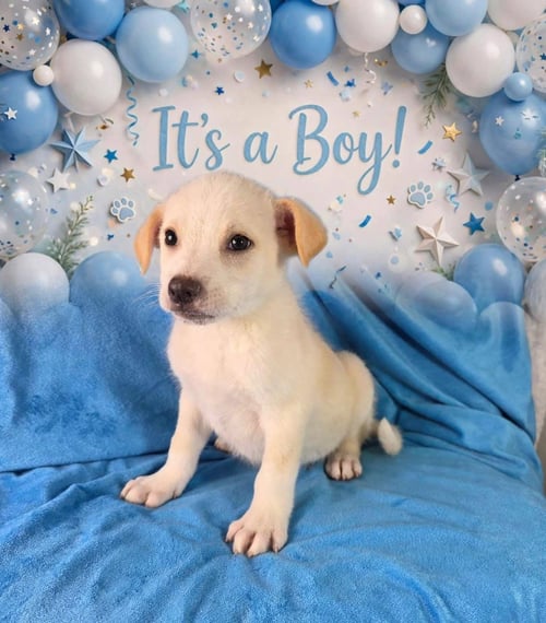 MAC - Labrador Retriever / Golden Retriever available for adoption