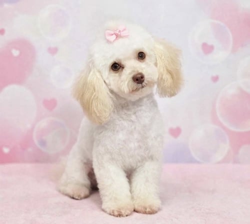 ANGELINA - Poodle (Toy) / Maltese for adoption in Wilmington
