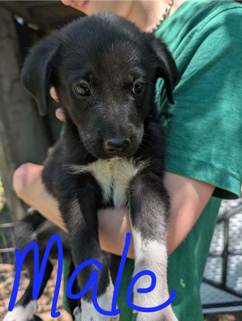 BANDIT - Labrador Retriever for adoption in Newark