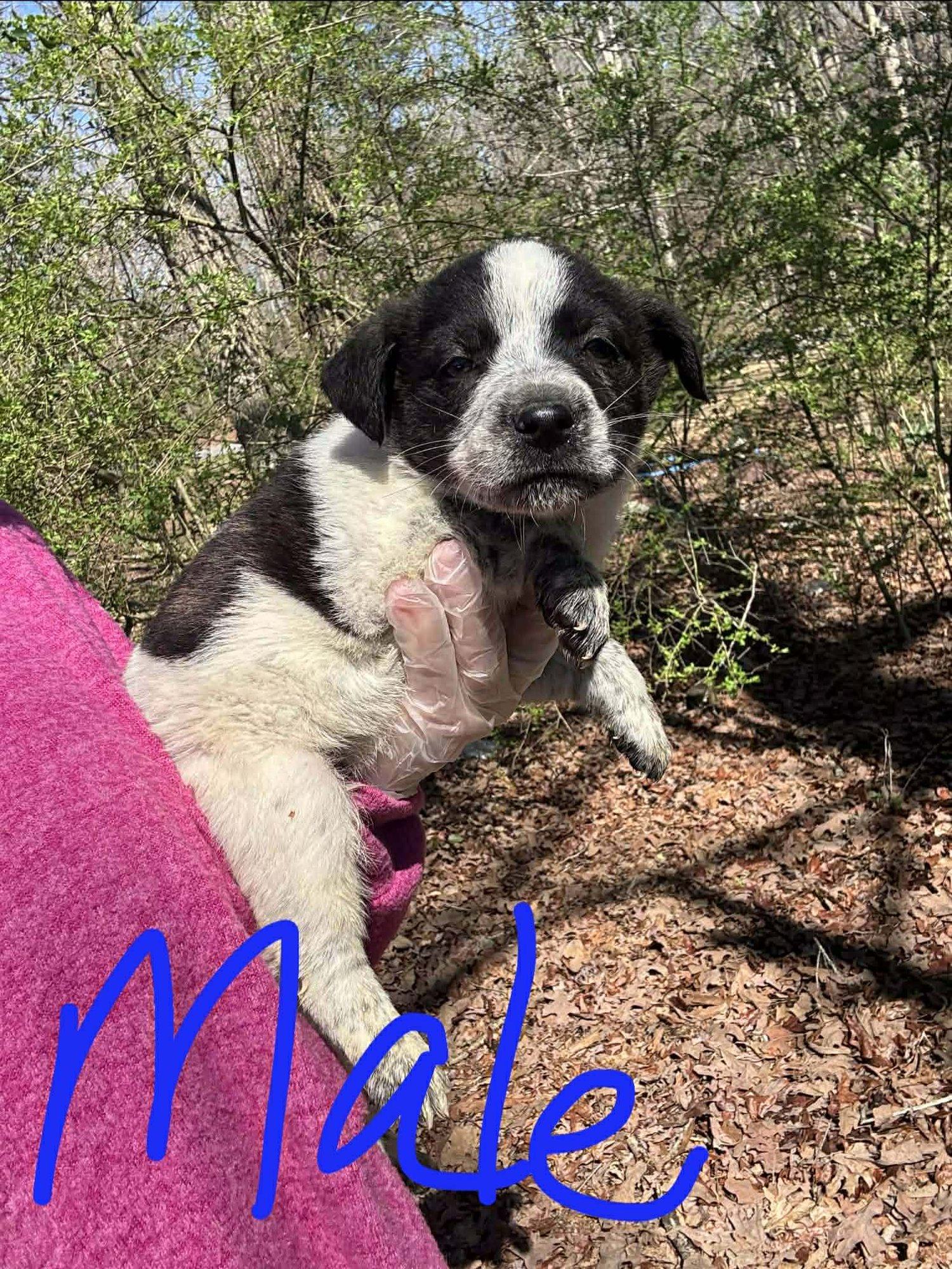 BEAU - Australian Cattle Dog/Blue Heeler for adoption in Wilmington