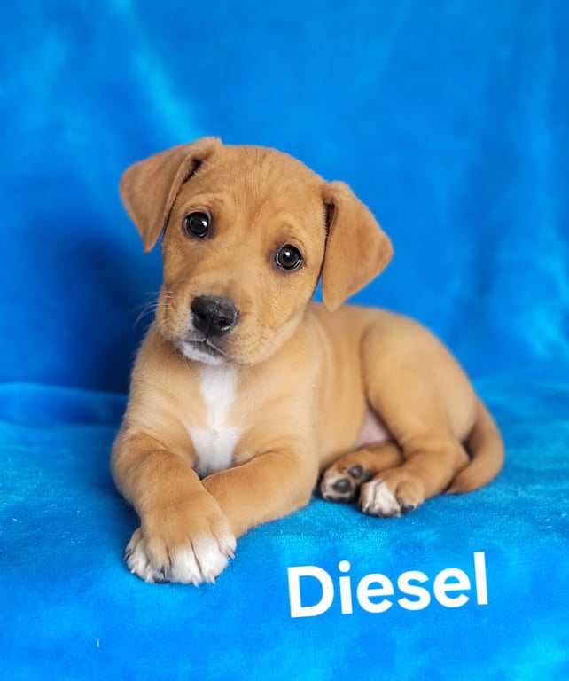 Diesel Image