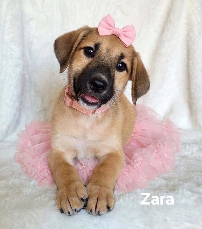 Zara Image