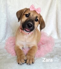 Zara - Photo 1