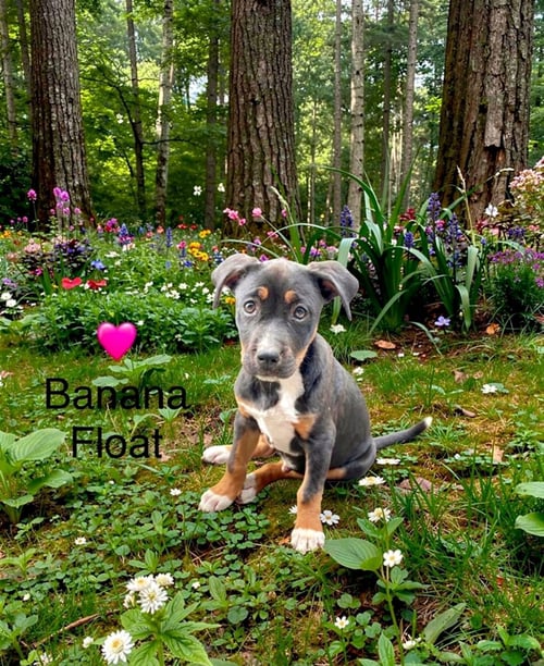 BANANA FLOAT - Labrador Retriever / Shepherd available for adoption