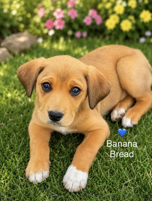 BANANA BREAD - Labrador Retriever / Shepherd for adoption in Wilmington