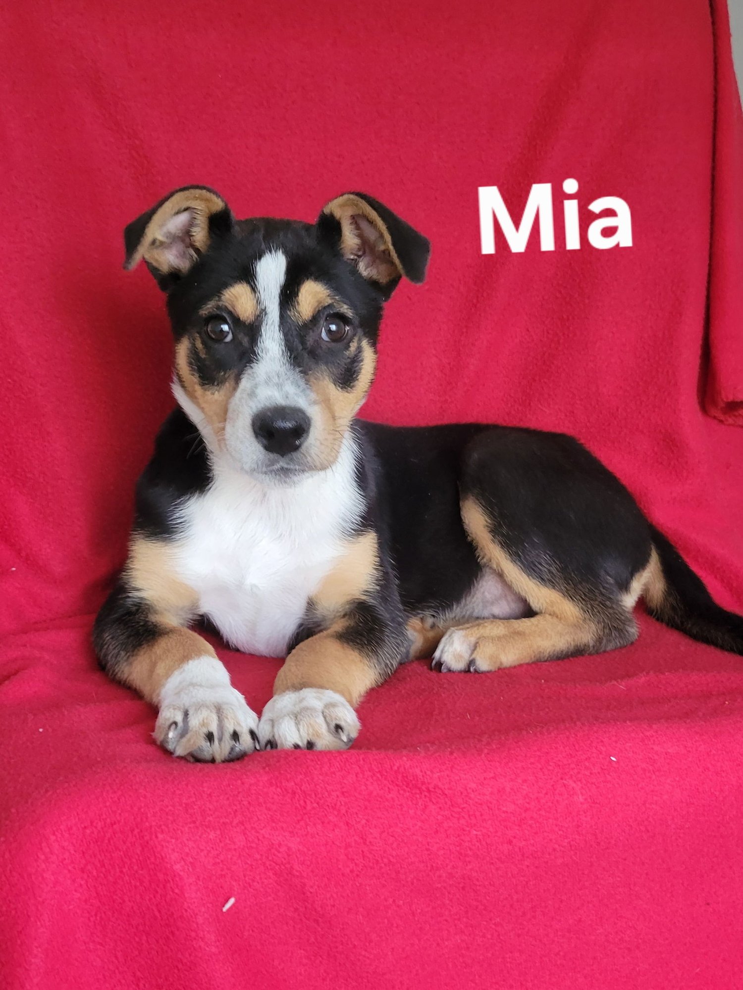 MIA - German Shepherd Dog available for adoption