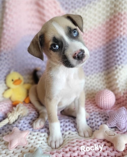 ROCKY - Labrador Retriever available for adoption