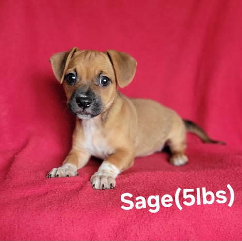 SAGE(5LBS) - Chihuahua / Pug for adoption in Wilmington