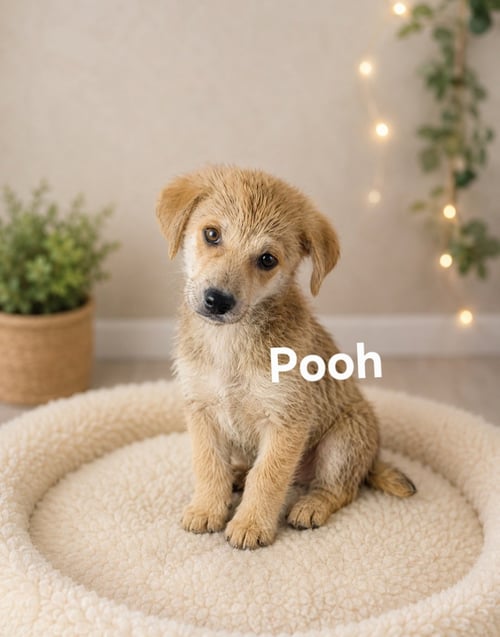 POOH - Labrador Retriever available for adoption