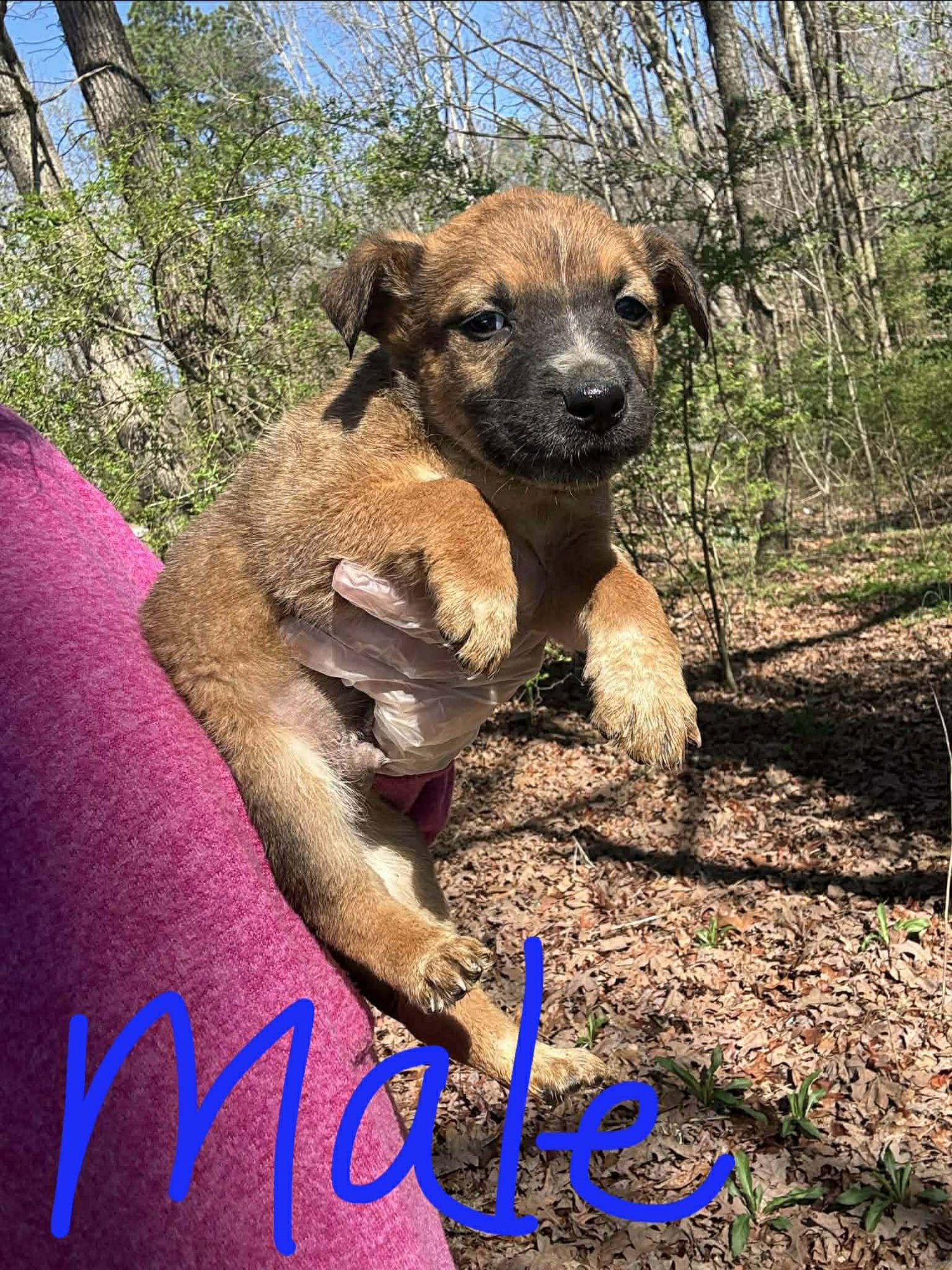 ROWAN - German Shepherd Dog / Labrador Retriever for adoption in Wilmington