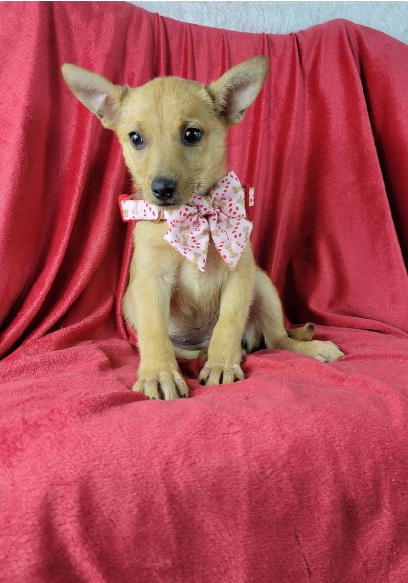 JAZZIE - Golden Retriever / German Shepherd Dog available for adoption