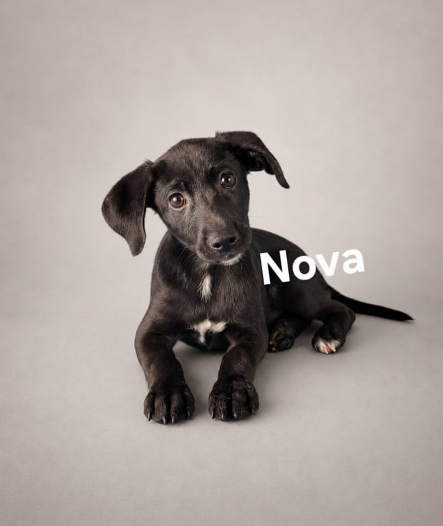 Nova Image
