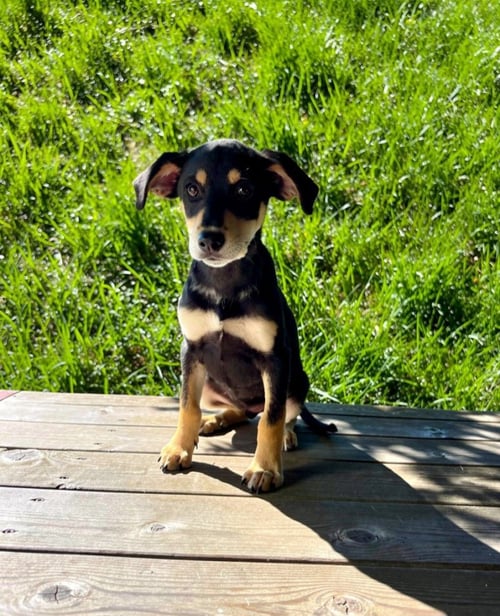 ROXY (FEE $100)