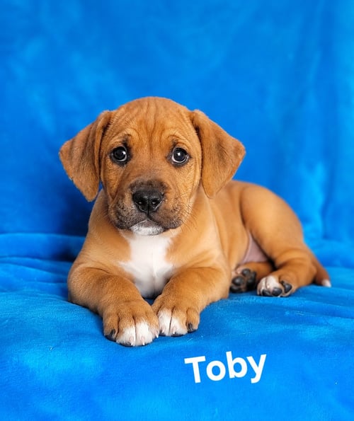 TOBY - Labrador Retriever / Boxer for adoption in Wilmington