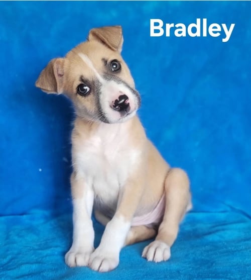 BRADLEY - American Staffordshire Terrier available for adoption