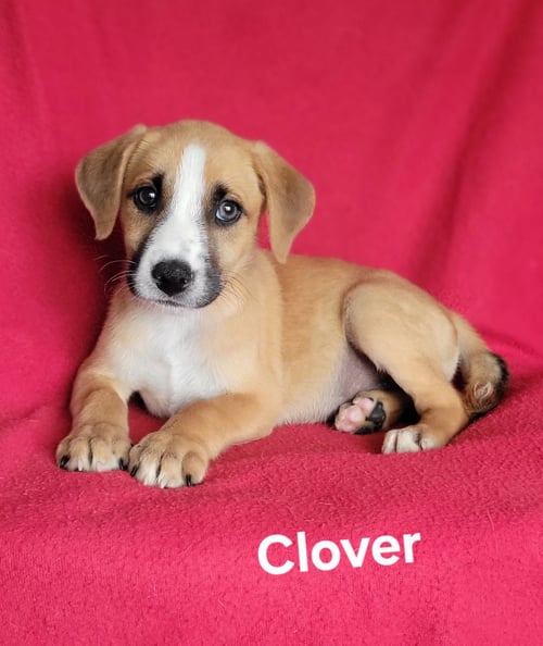CLOVER - Labrador Retriever / Husky for adoption in Wilmington