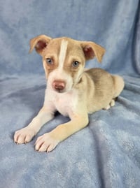 Roscoe - Photo 1