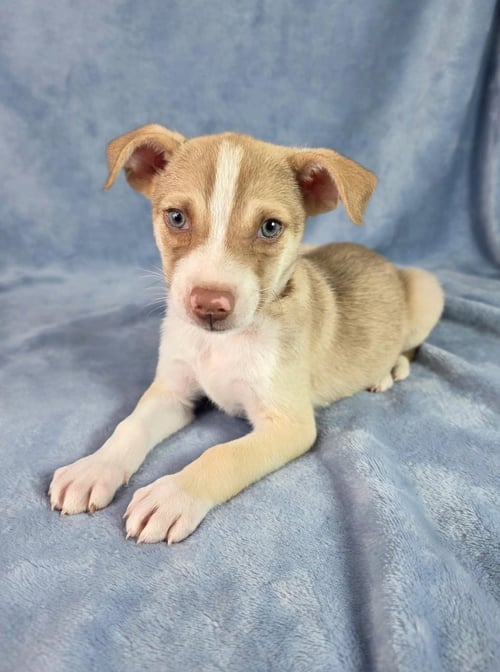 ROSCOE - Labrador Retriever / Australian Shepherd for adoption in Wilmington