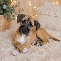 Perdita - Photo 1