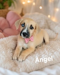 Angel - Photo 1