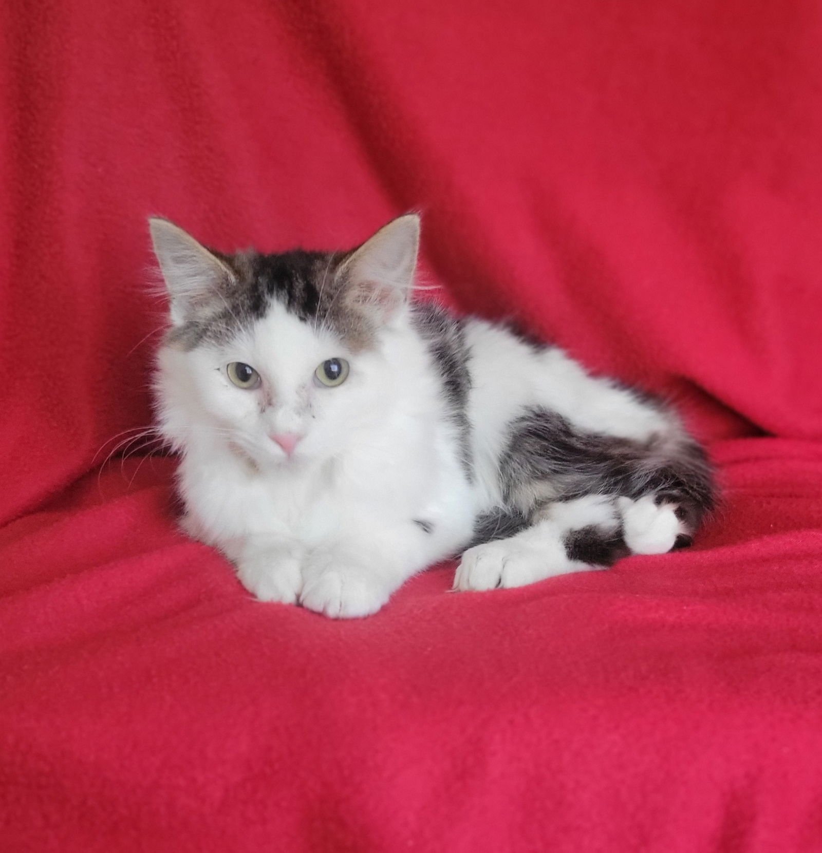 SIERRA-KITTEN - Unknown available for adoption