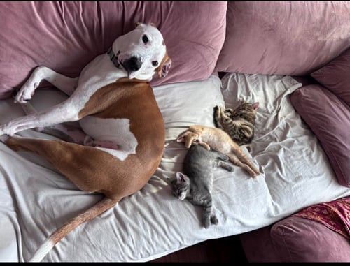 MILO (REHOMING FEE $50)