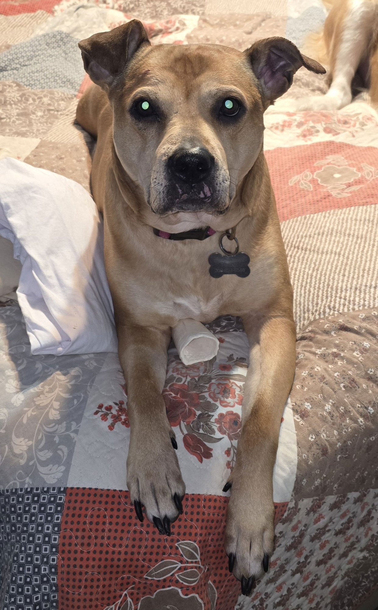 BRINLEY (REHOMING FEE $50) - American Staffordshire Terrier / Labrador Retriever for adoption in Wilmington