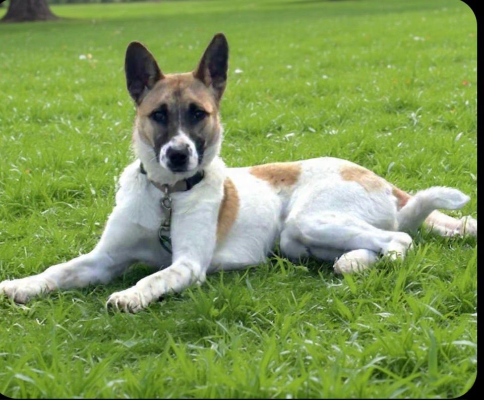 MADDIE (REHOMING FEE $150 - Shepherd for adoption in Wilmington