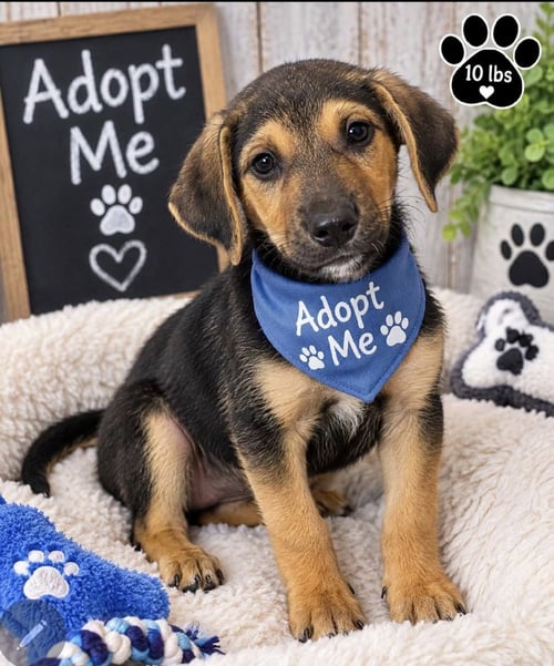 CHARLIE - Labrador Retriever / Hound for adoption in Wilmington