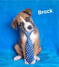 Brock - Photo 1
