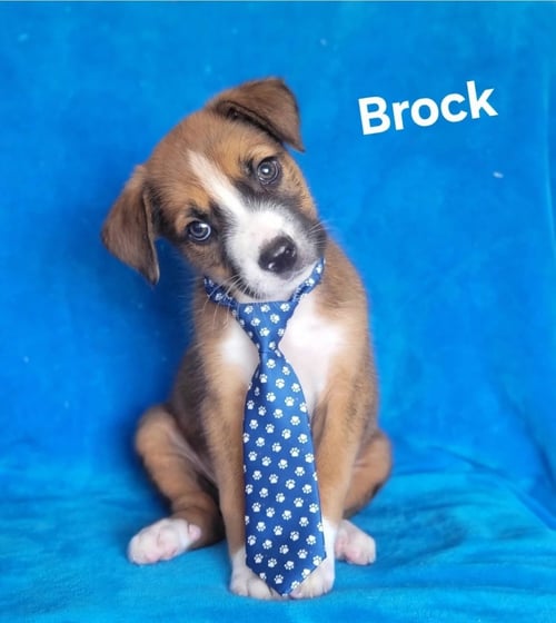 BROCK - Labrador Retriever available for adoption