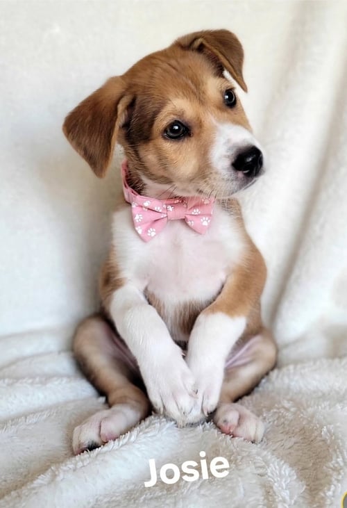 JOSIE - Labrador Retriever available for adoption