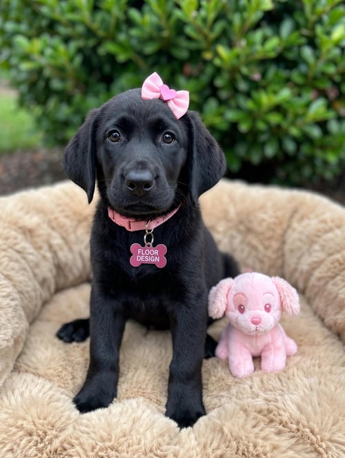 FLOOR DESIGN - Black Labrador Retriever for adoption in Wilmington