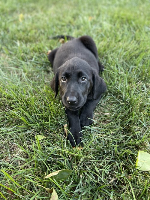 FLOOR DESIGN - Black Labrador Retriever available for adoption