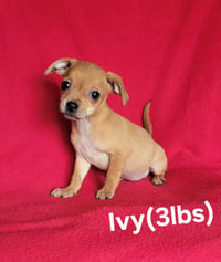Ivy(3lbs) - Photo 1