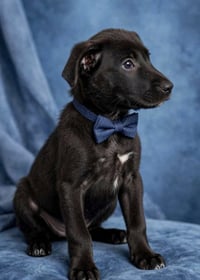 Oliver - Photo 1