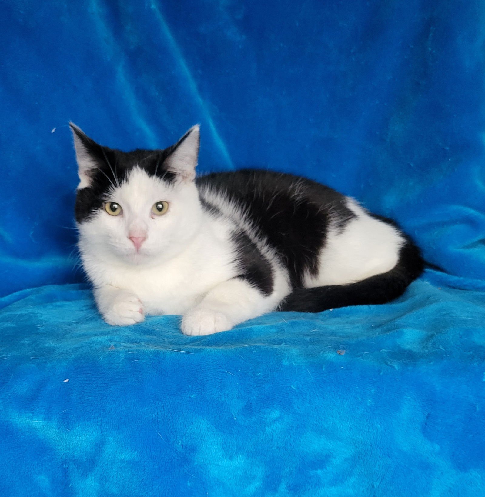 ROBIN-KITTEN - Unknown available for adoption